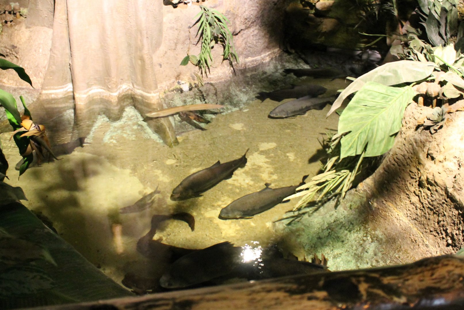 Red-bellied pacus and arowanna