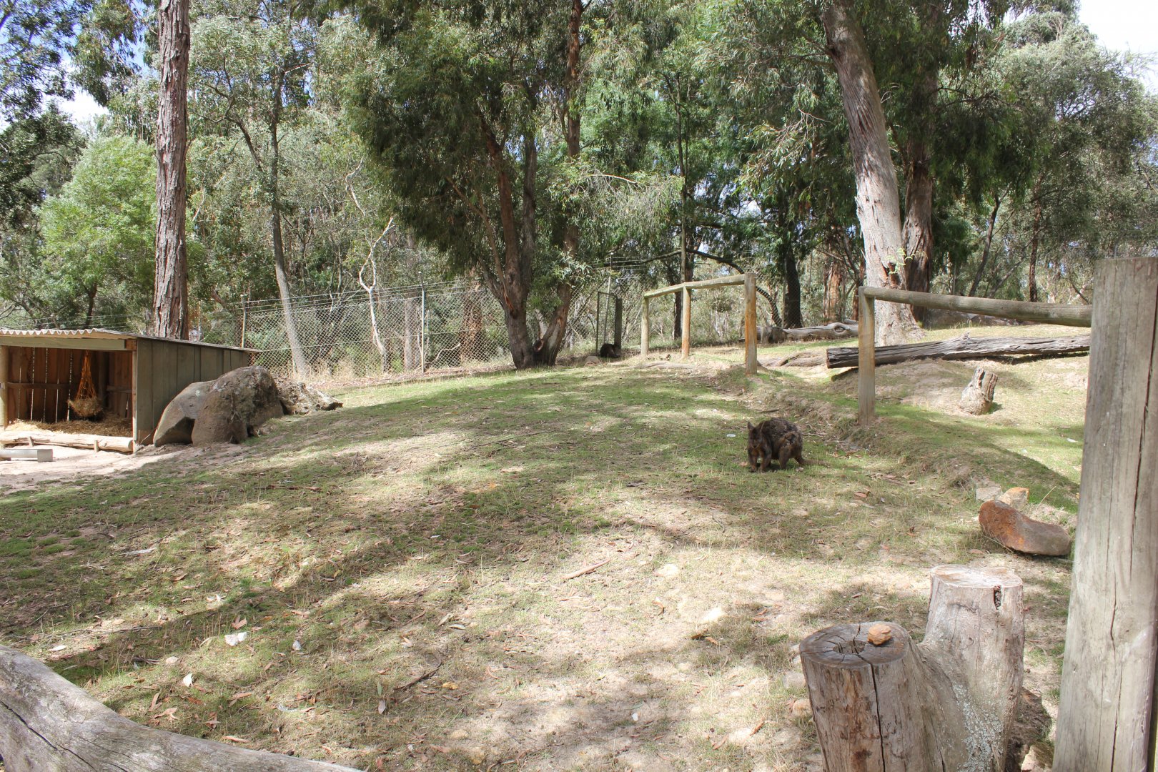 Red-bellied Pademelon enclosure