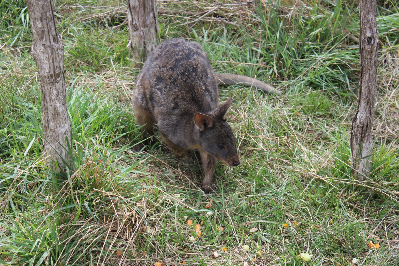Red-bellied Pademelon (Thylogale billardierii)