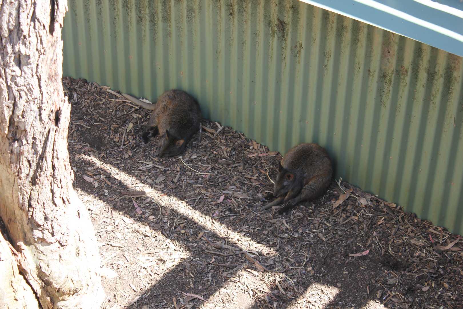 Red-bellied Pademelon (Thylogale billardierii)