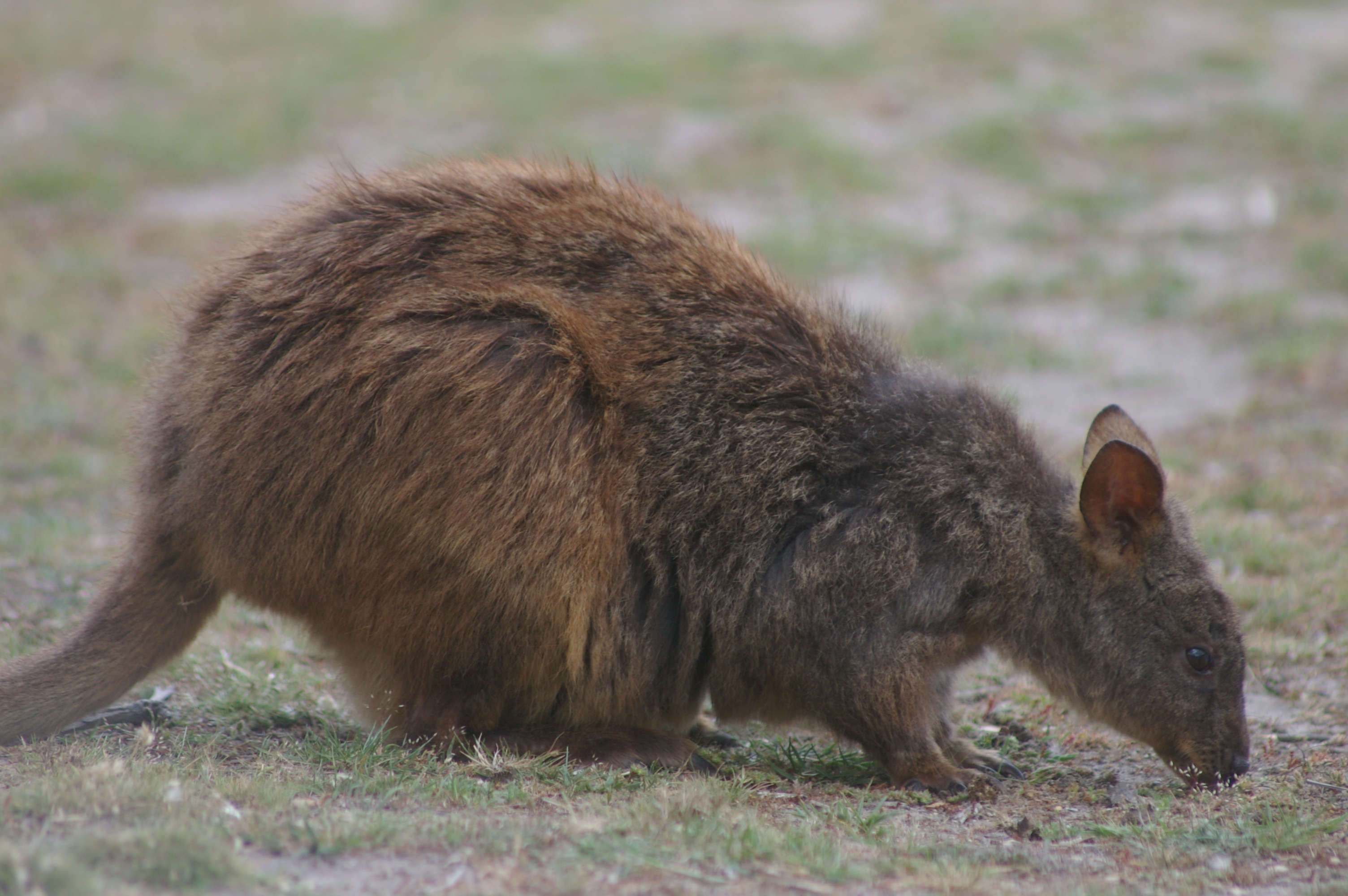 Red-bellied Pademelon (Thylogale billardierii)