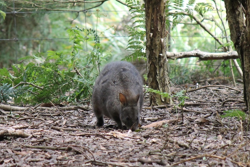 Red-bellied Pademelon (Thylogale billardierii)