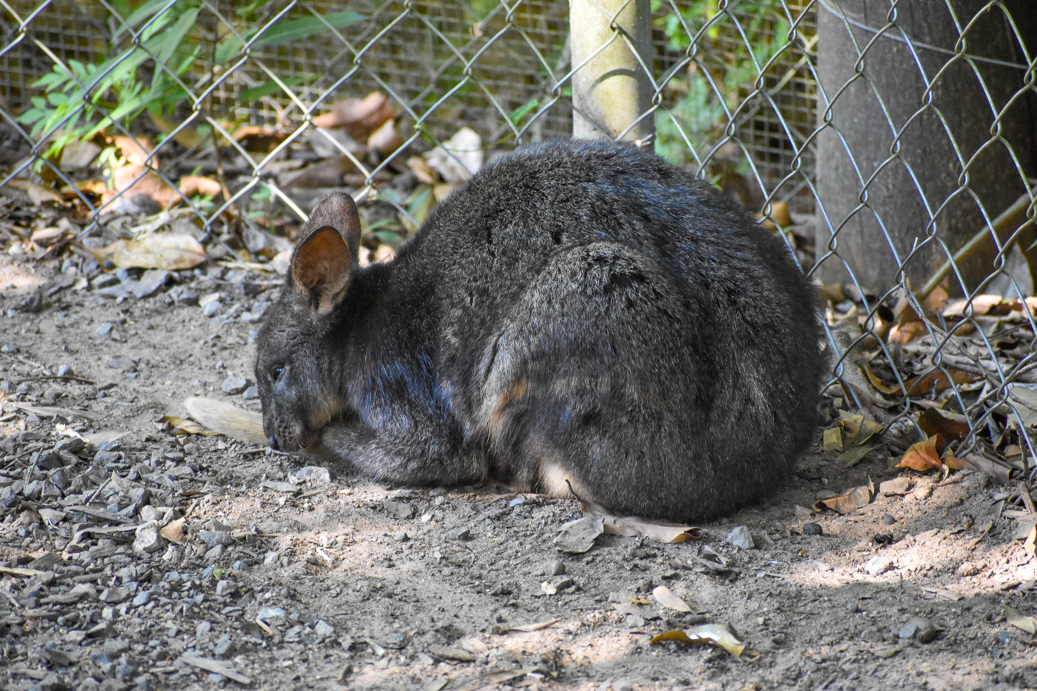 Red-bellied Pademelon