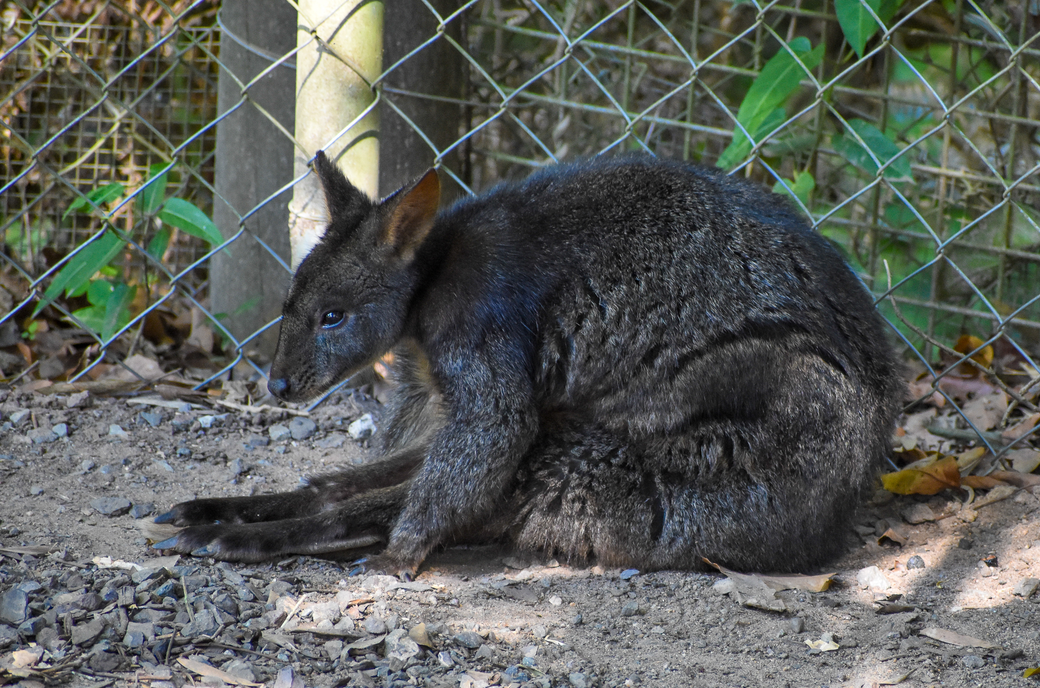 Red-bellied Pademelon