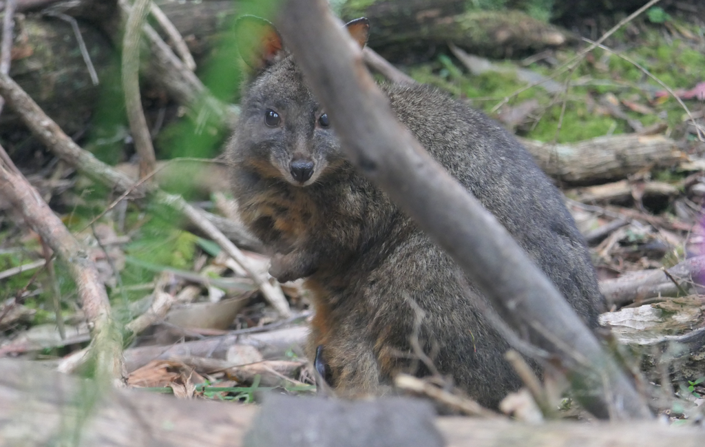 Red-bellied Pademelon