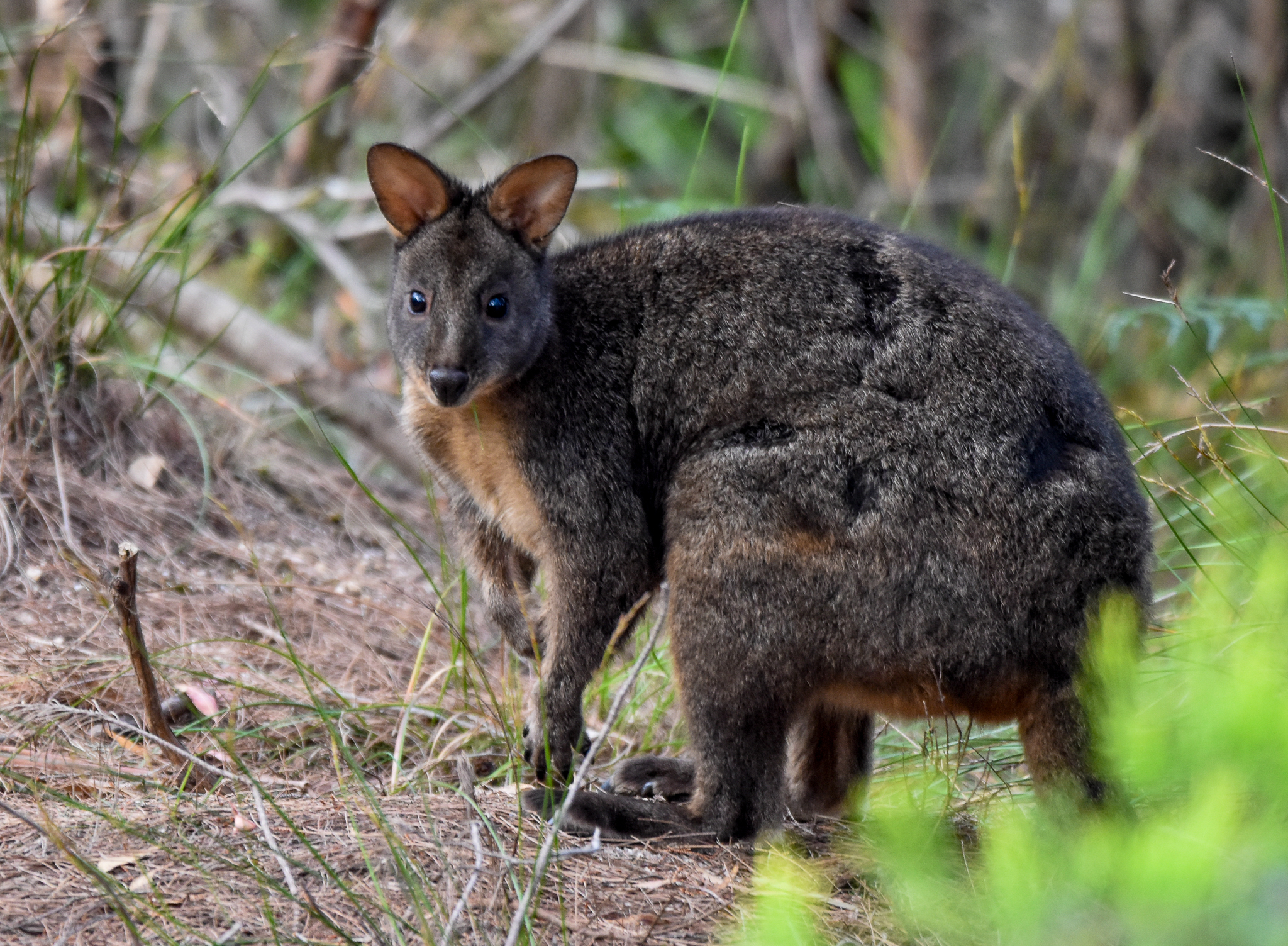 Red-bellied Pademelon