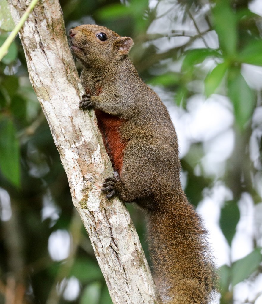 Red-bellied (Pallas') Squirrel