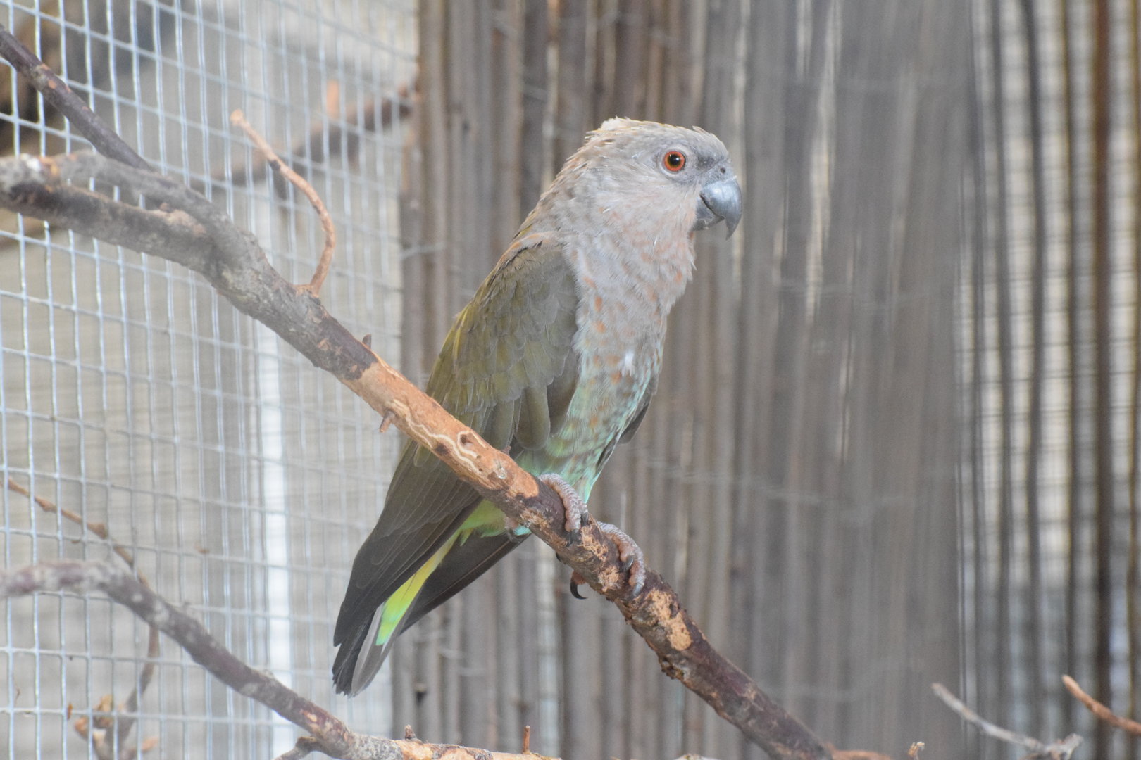 Red-bellied parrot - August 2023