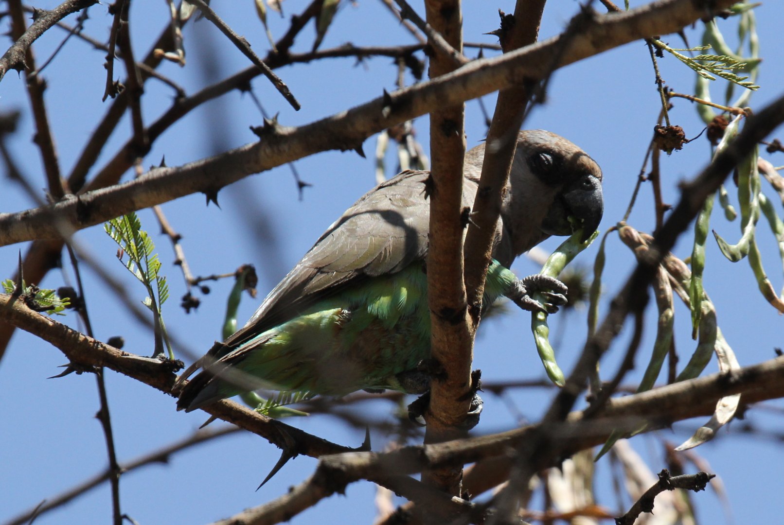 Red-bellied parrot (Poicephalus rufiventris)