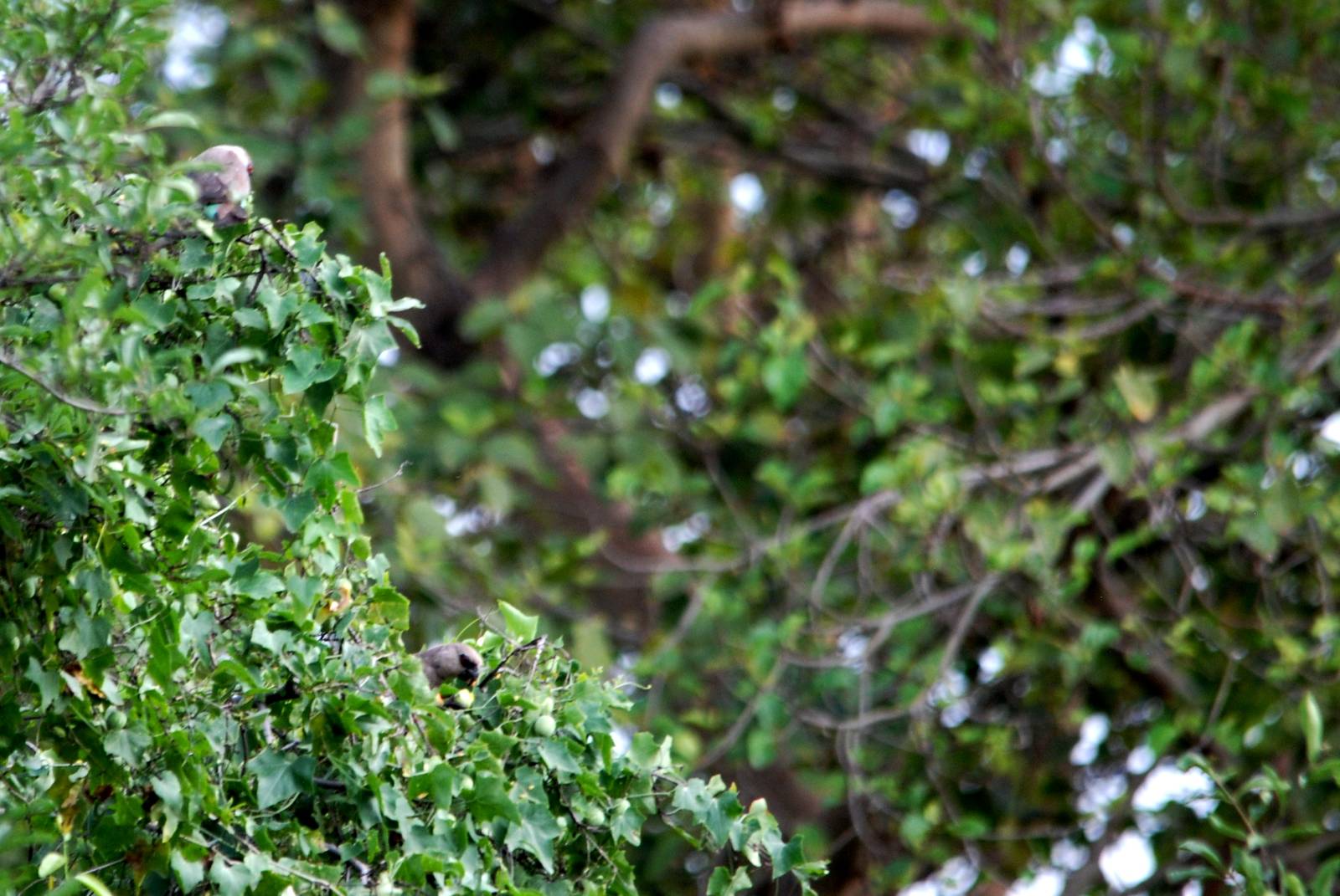 Red-bellied Parrots in Awash NP, 12/10/14