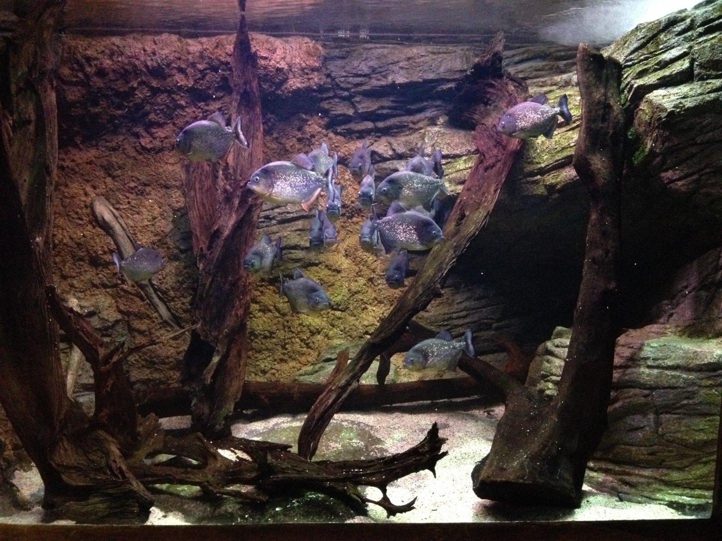 Red-bellied Pirahna (Pygocentrus nattereri)