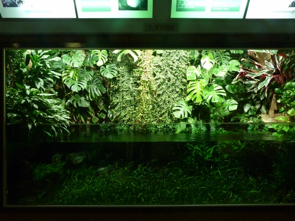 Red-bellied pirana enclosure