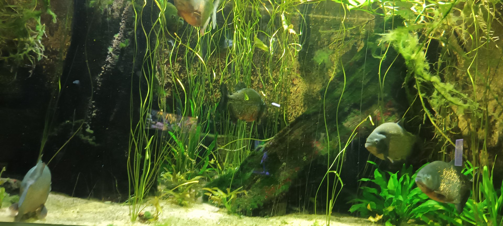 Red bellied Piranah Tank
