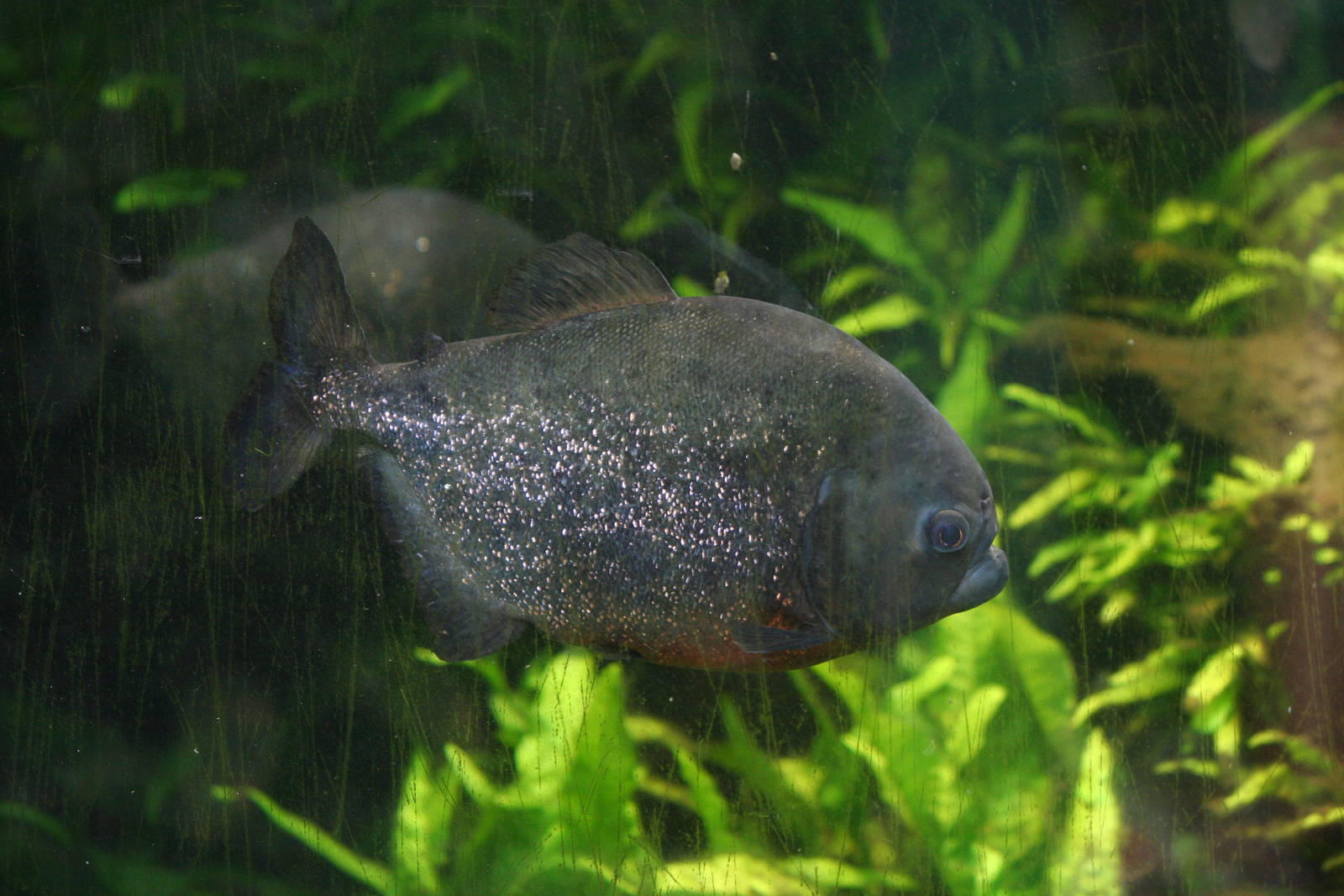 Red-bellied piranah