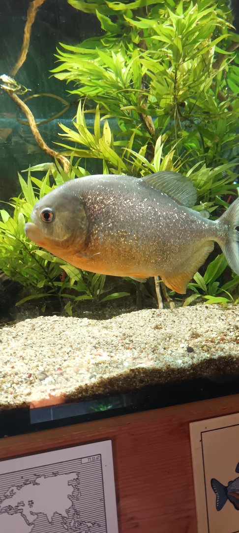 Red bellied Piranah
