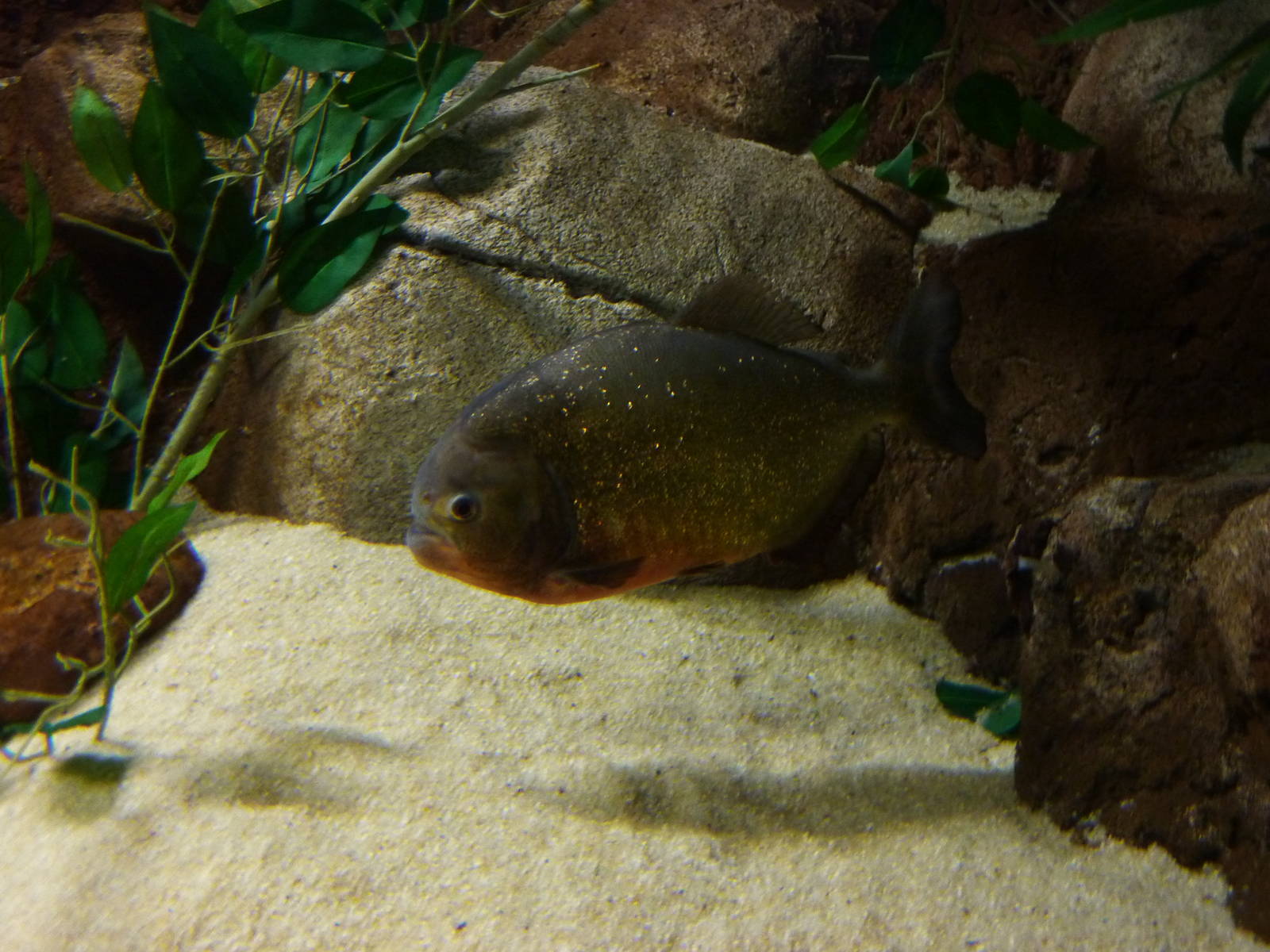 Red-bellied piranha, 10th April 2012