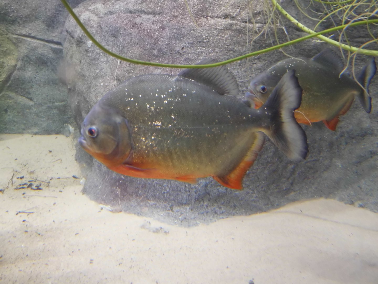 Red-bellied Piranha, 17th October 2025