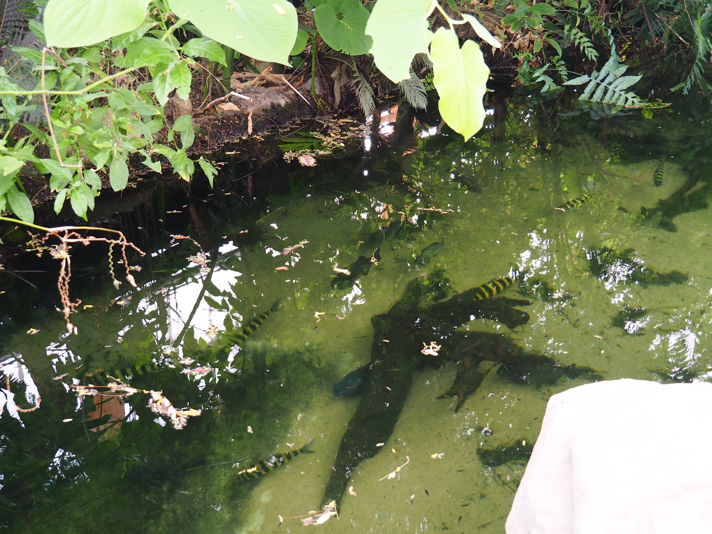 Red-bellied piranha and banded Leporinus pond (Nov 10th, 2018)