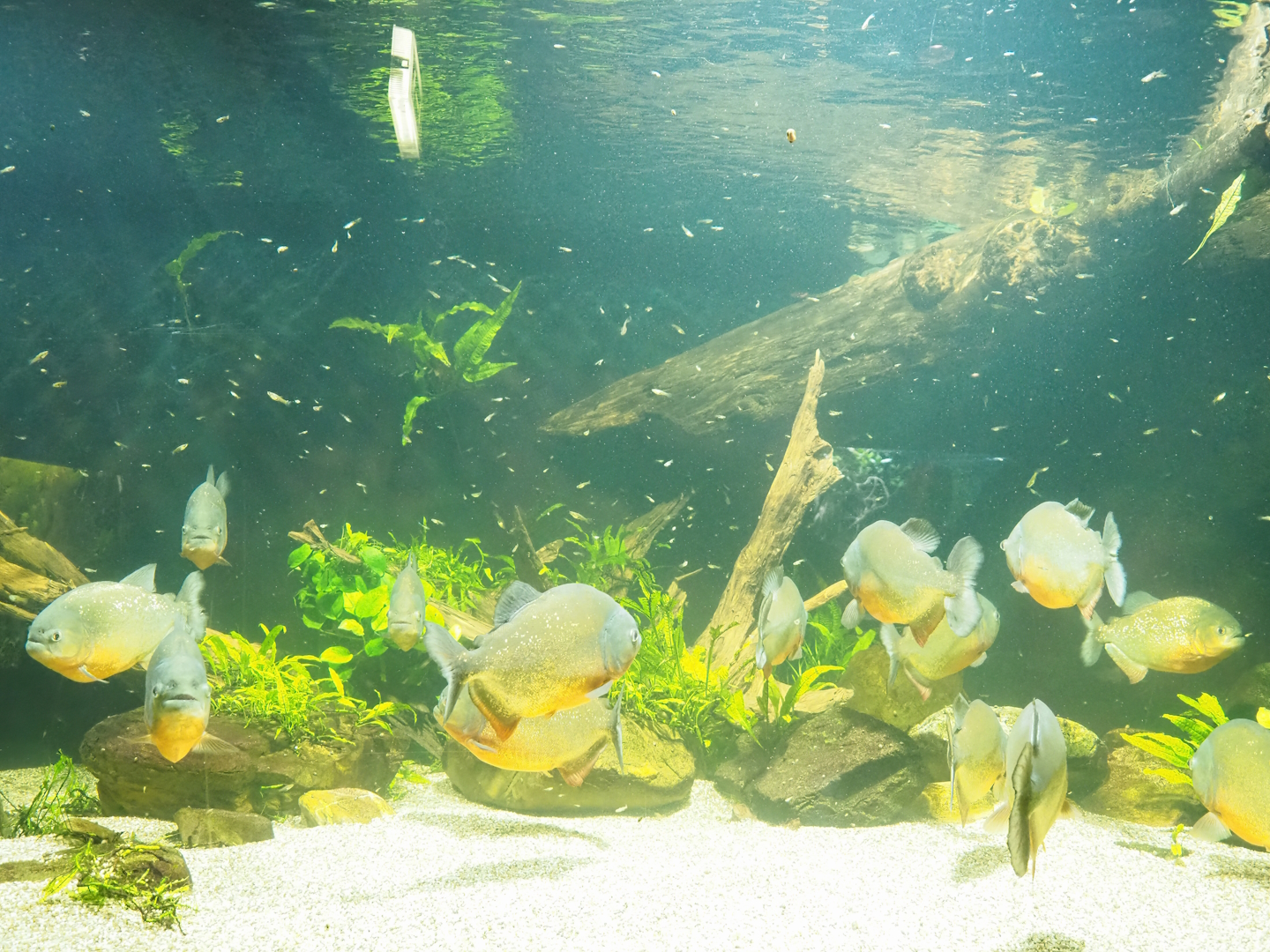 Red-bellied piranha and Guppy tank, 2023-08-17