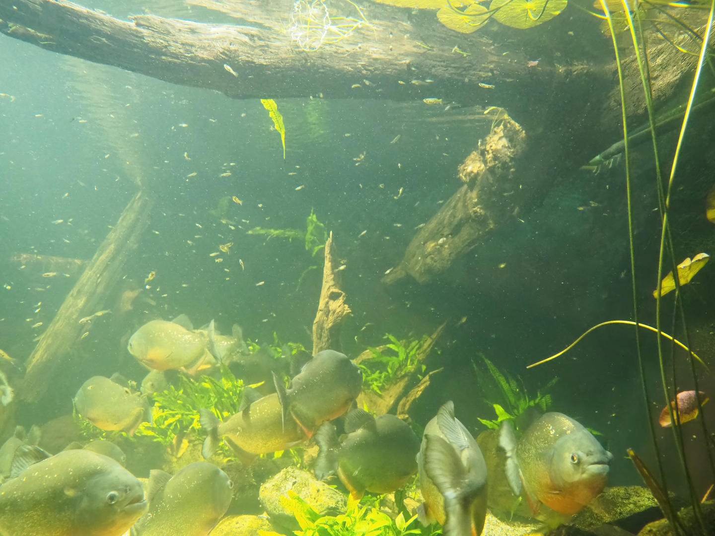 Red-bellied piranha and Guppy tank, 2023-08-17