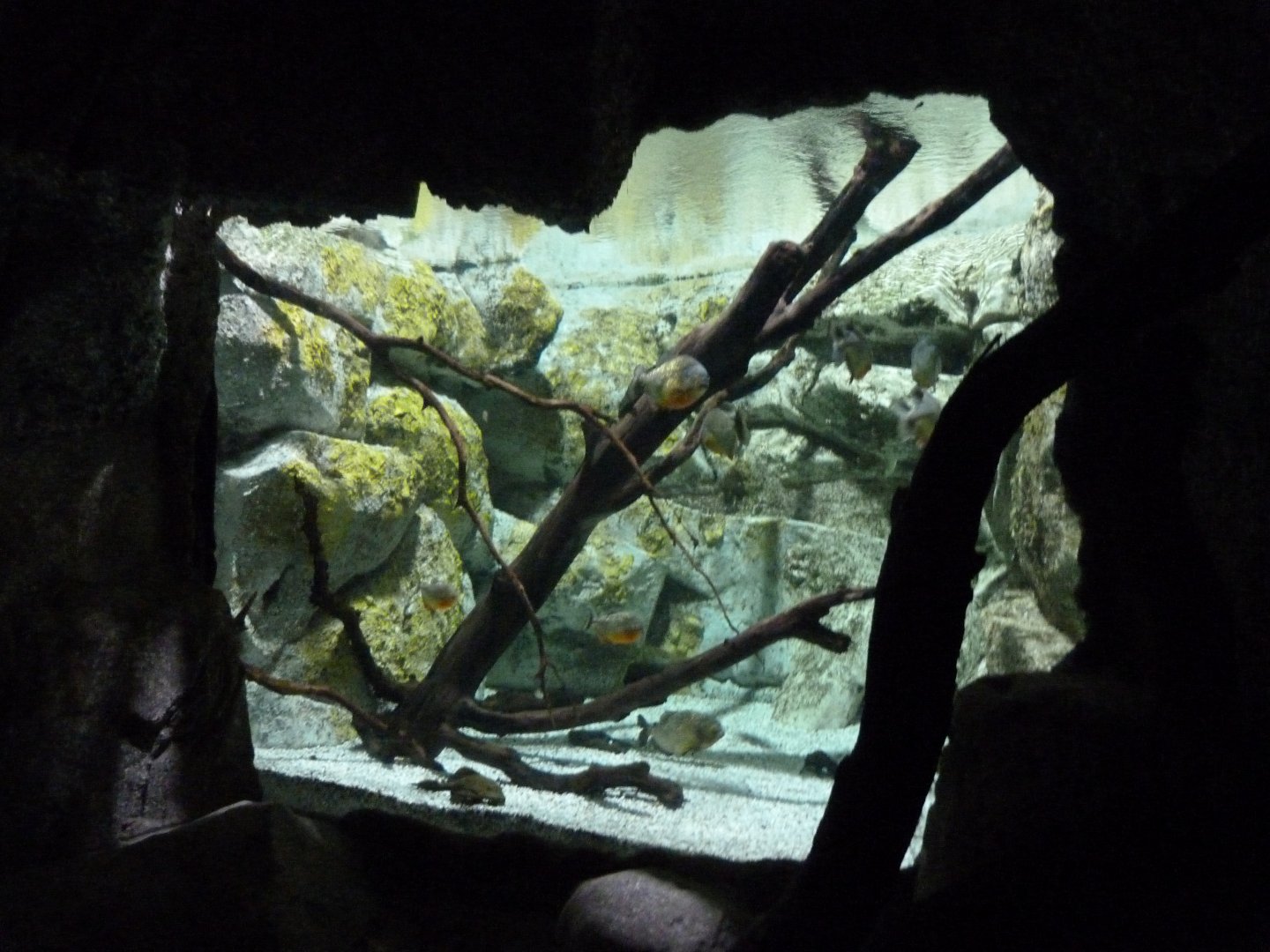 Red-bellied piranha and Leopard cactus pleco exhibit -Faunia (2025)