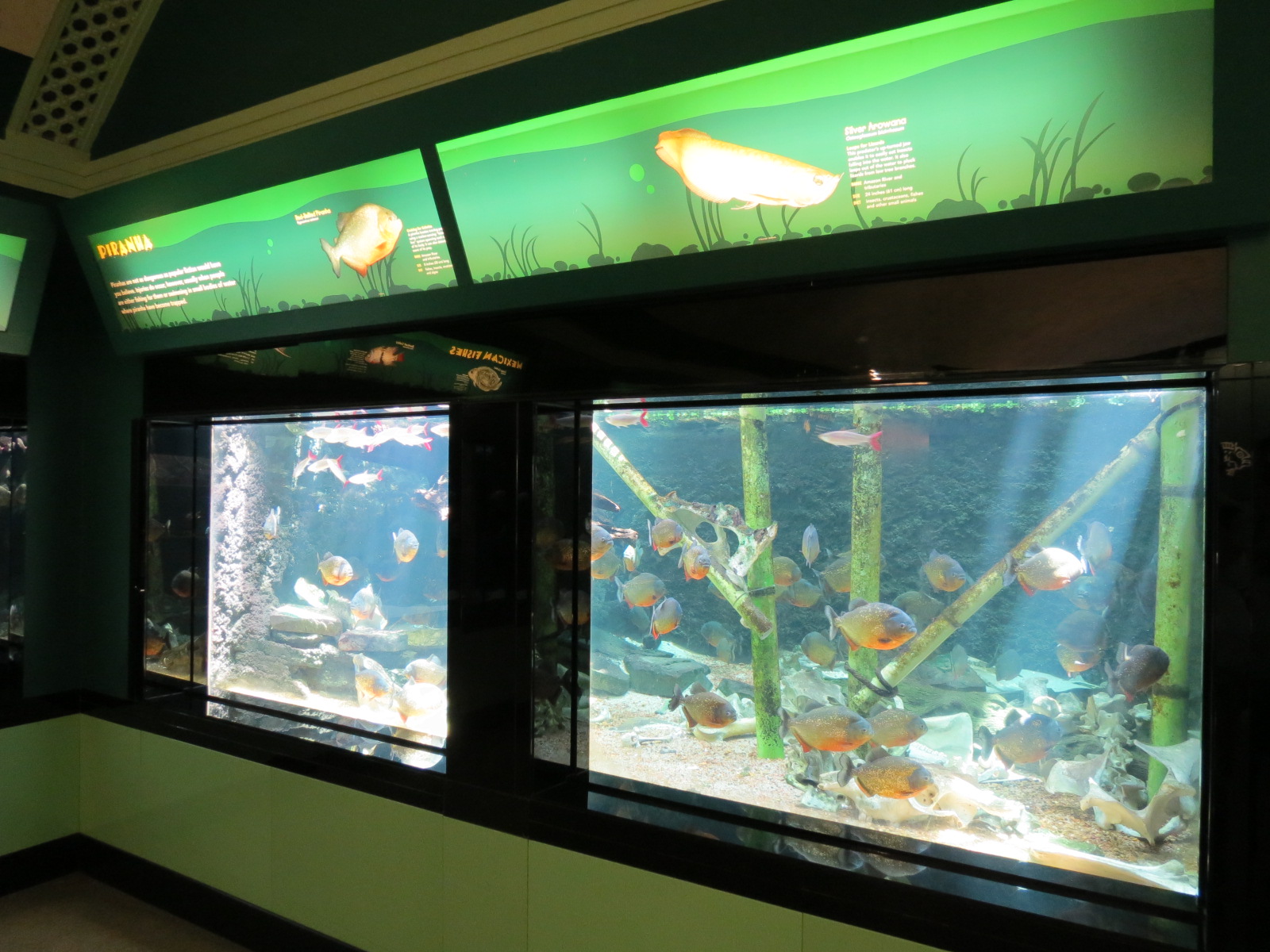 Red-bellied Piranha and Silver Arowana Exhibit