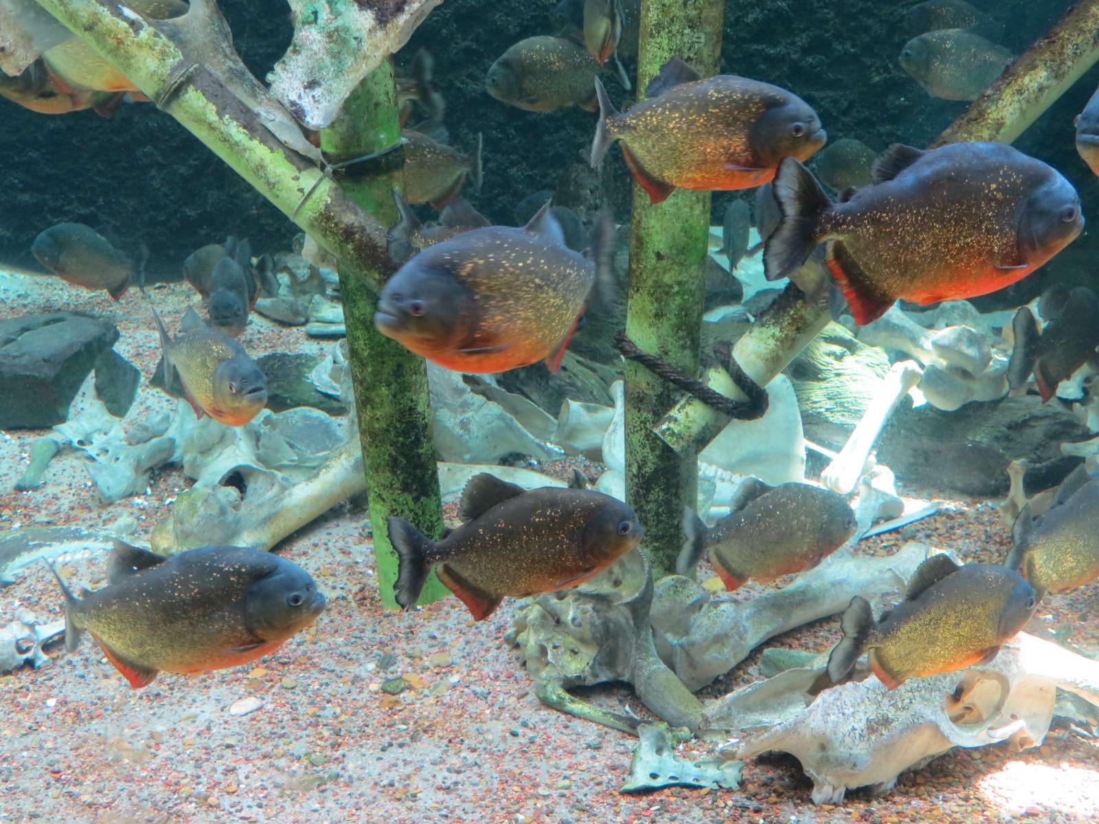 Red-bellied Piranha and Silver Arowana Exhibit