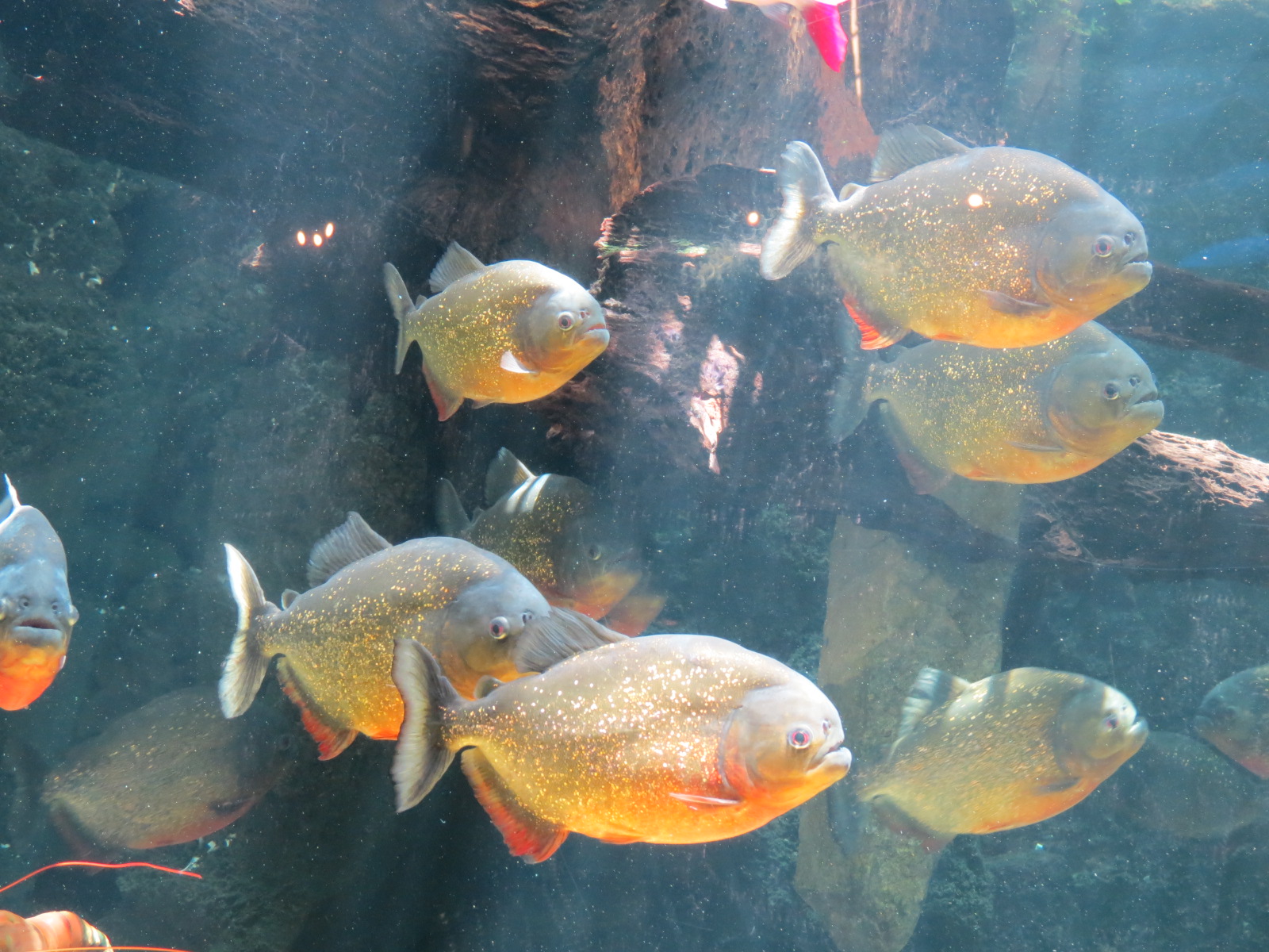 Red-bellied Piranha and Silver Arowana Exhibit