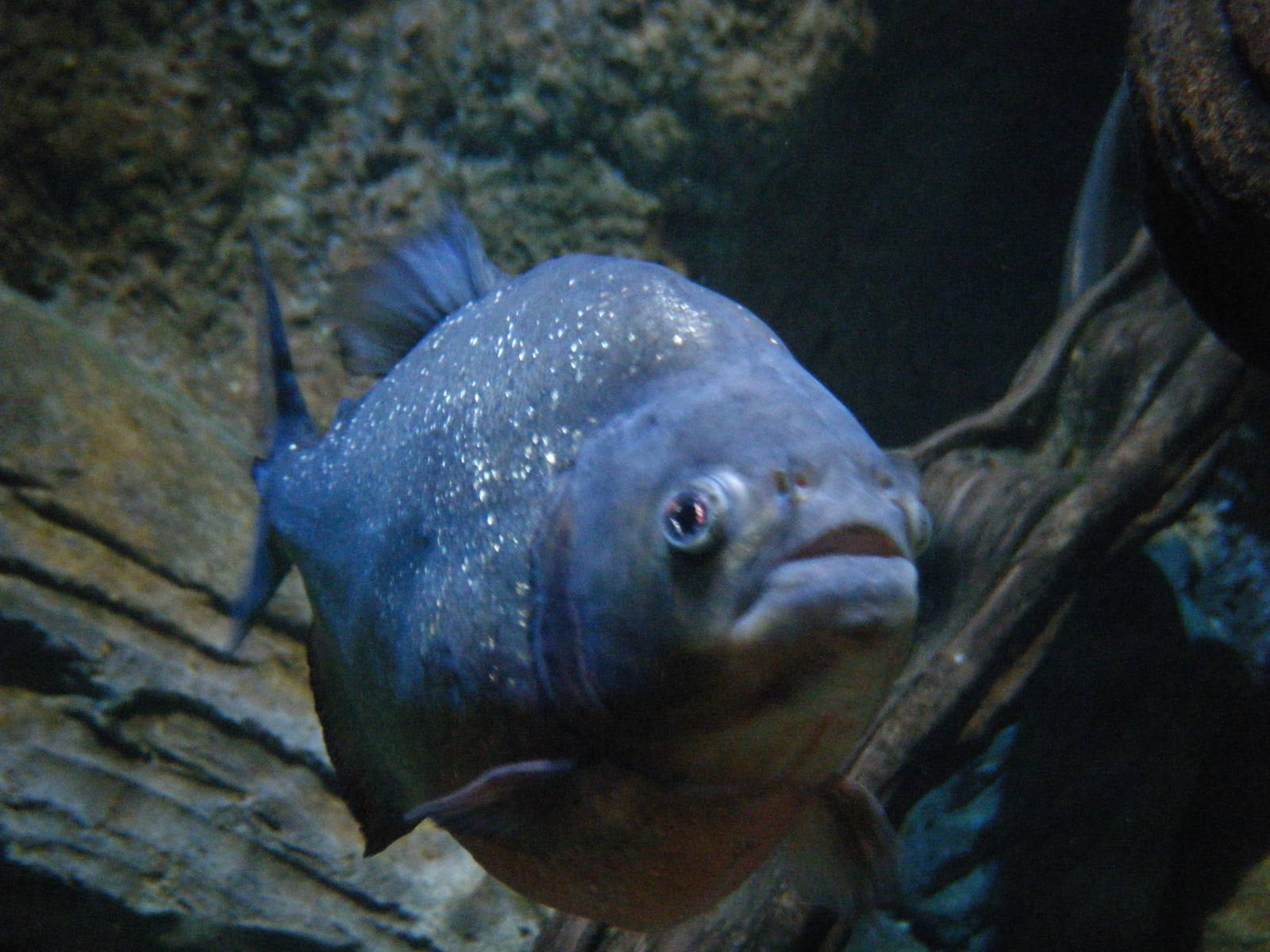 Red Bellied Piranha (April 2010)