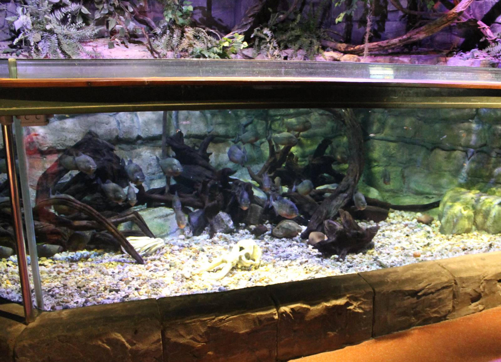 Red-bellied piranha aquarium