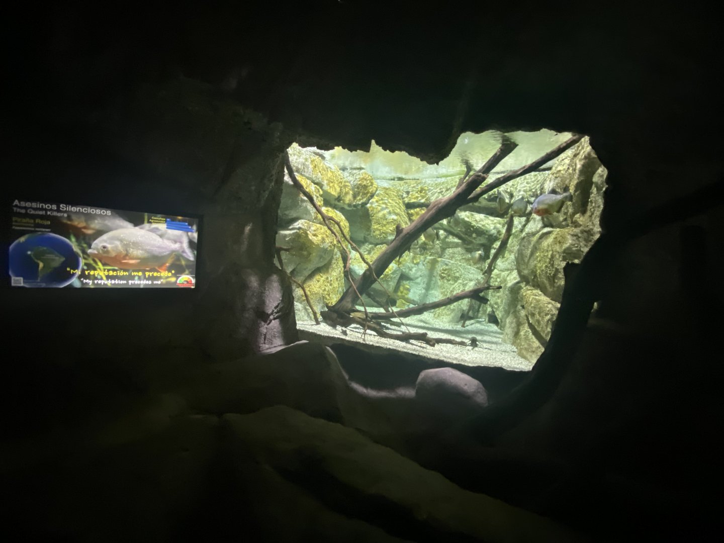 Red-bellied piranha aquarium