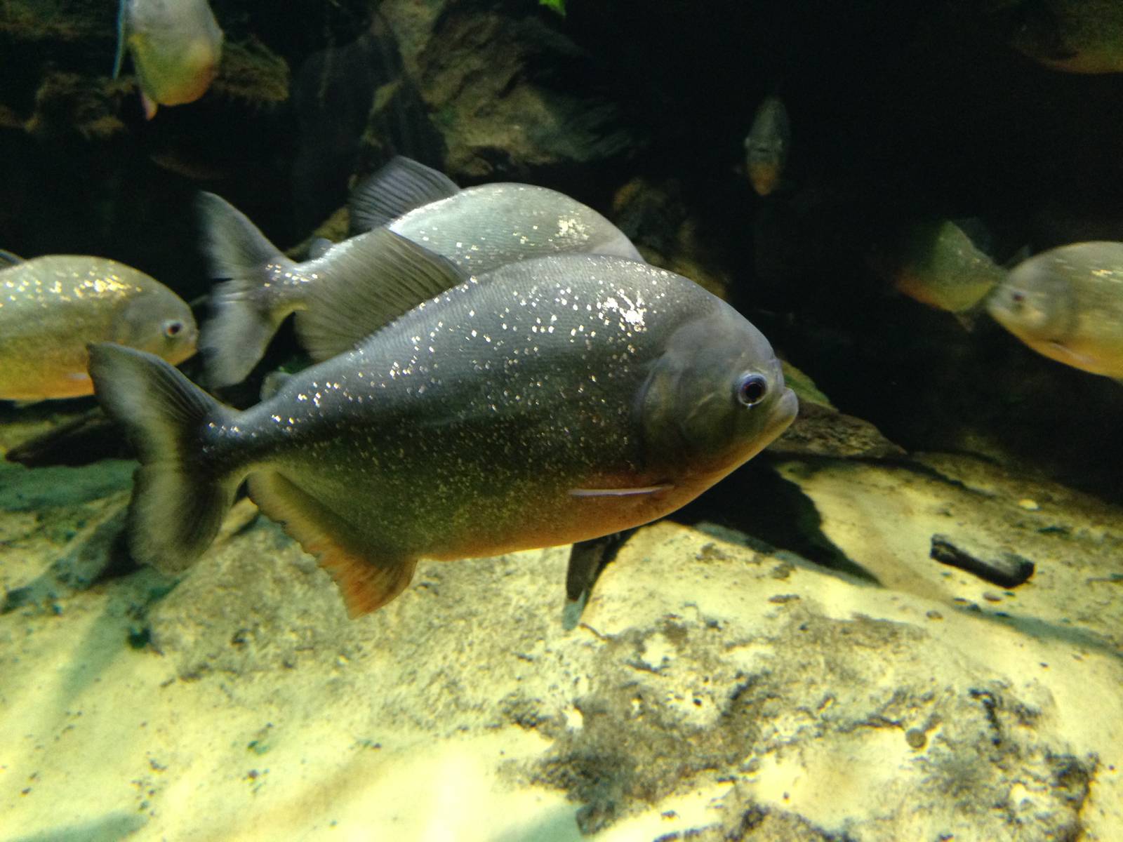 Red-bellied Piranha at Blue Planet Aquarium - 05/10/2013