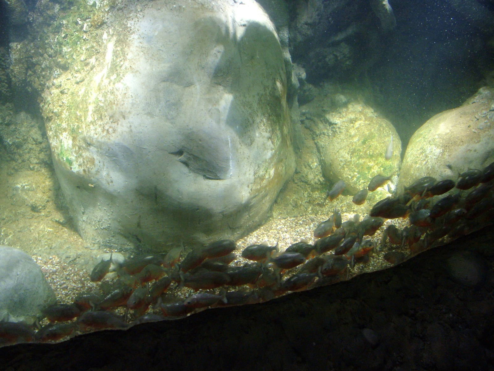 Red-bellied Piranha at Blue Reef Bristol 19/12/09