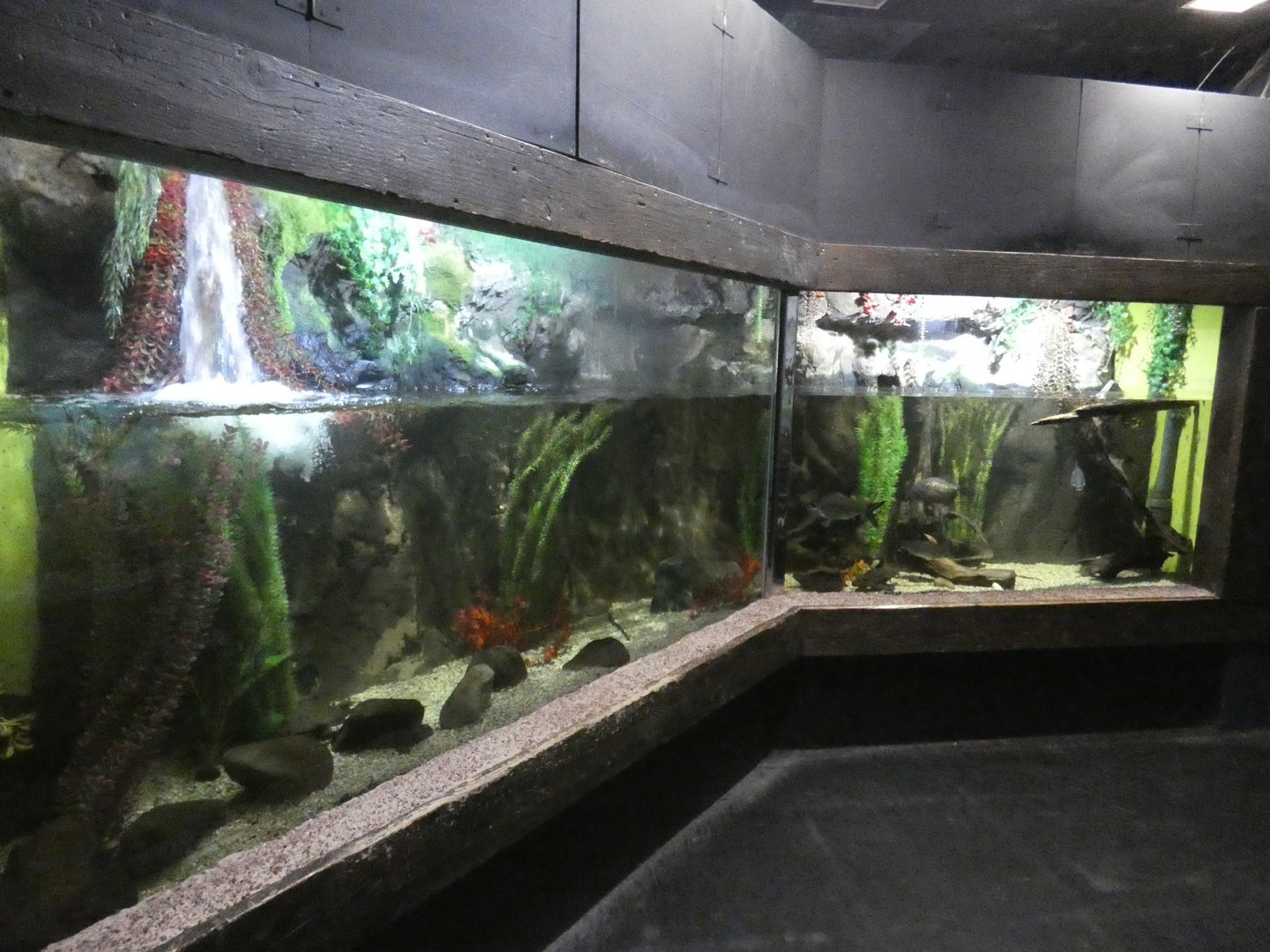 Red-bellied piranha, common plec and silver shark tank