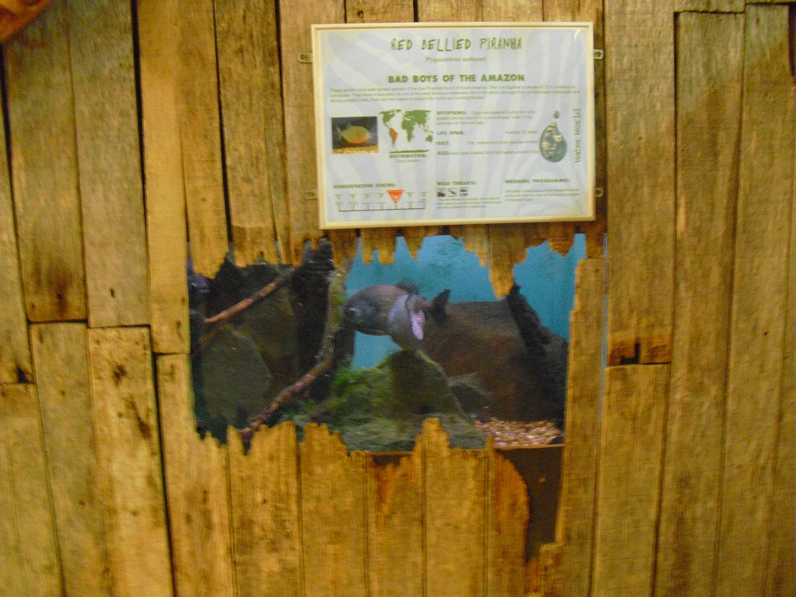 Red-bellied Piranha Display - 01/10/2011