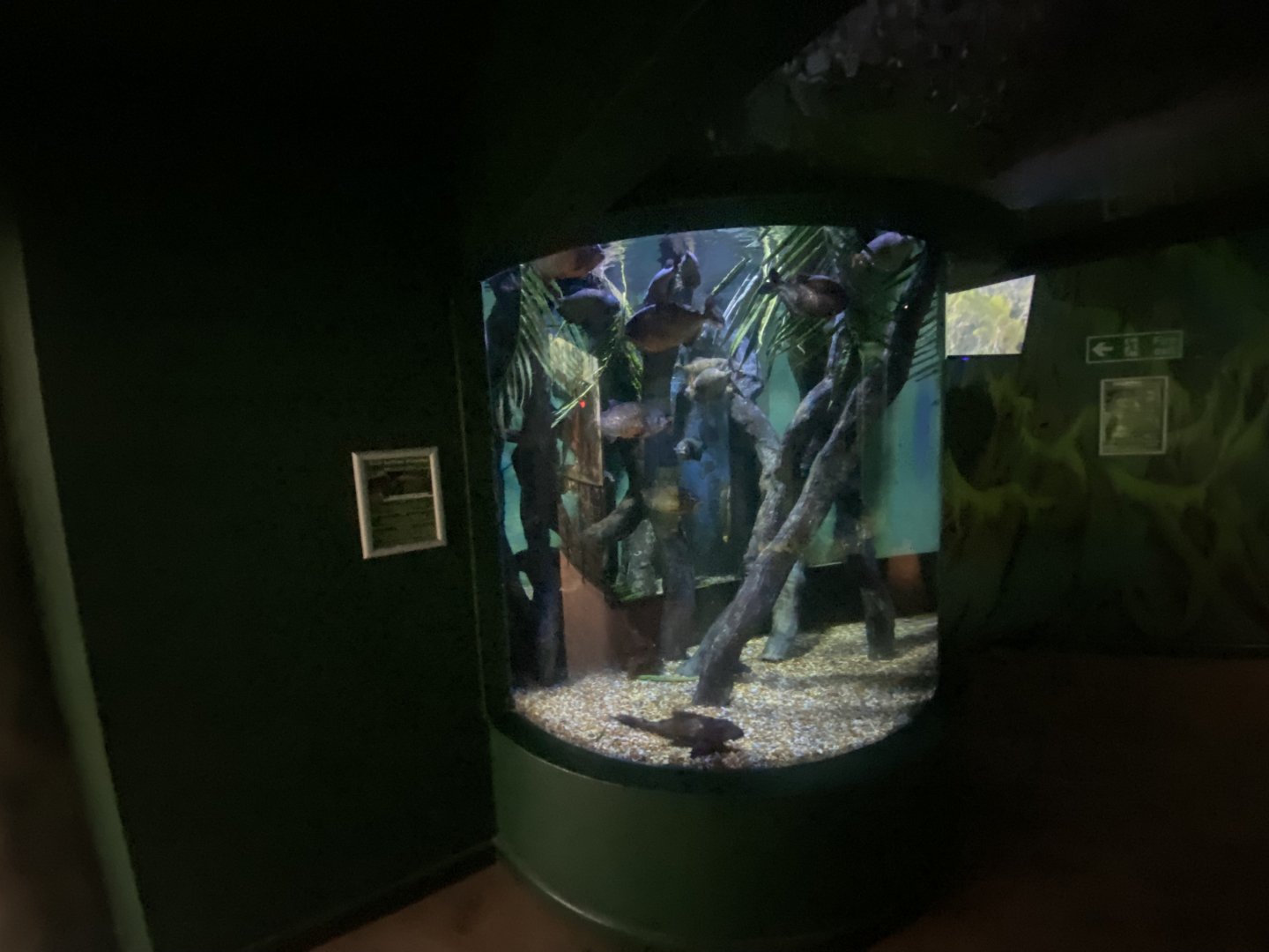 Red-bellied Piranha exhibit 070124