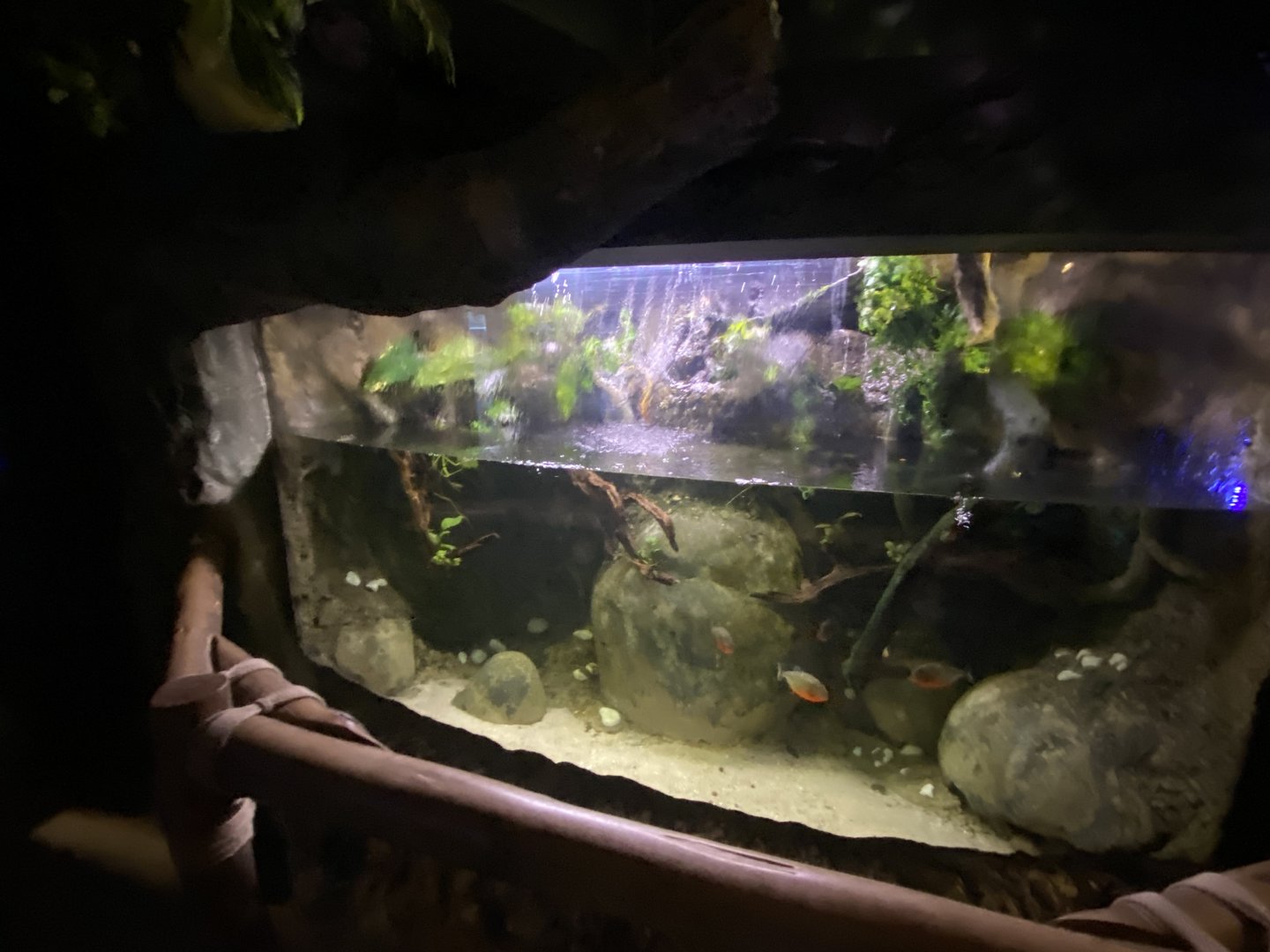 Red-bellied piranha exhibit 110223