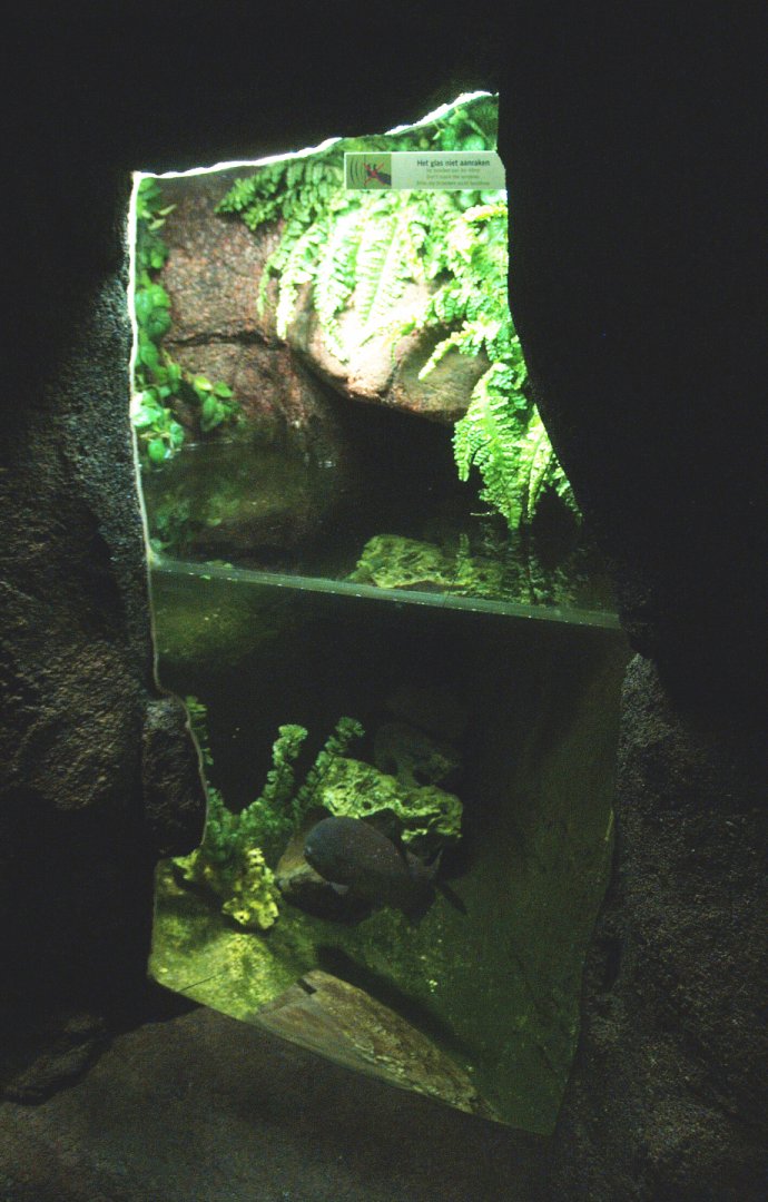 Red-bellied piranha exhibit, 2014-02-16