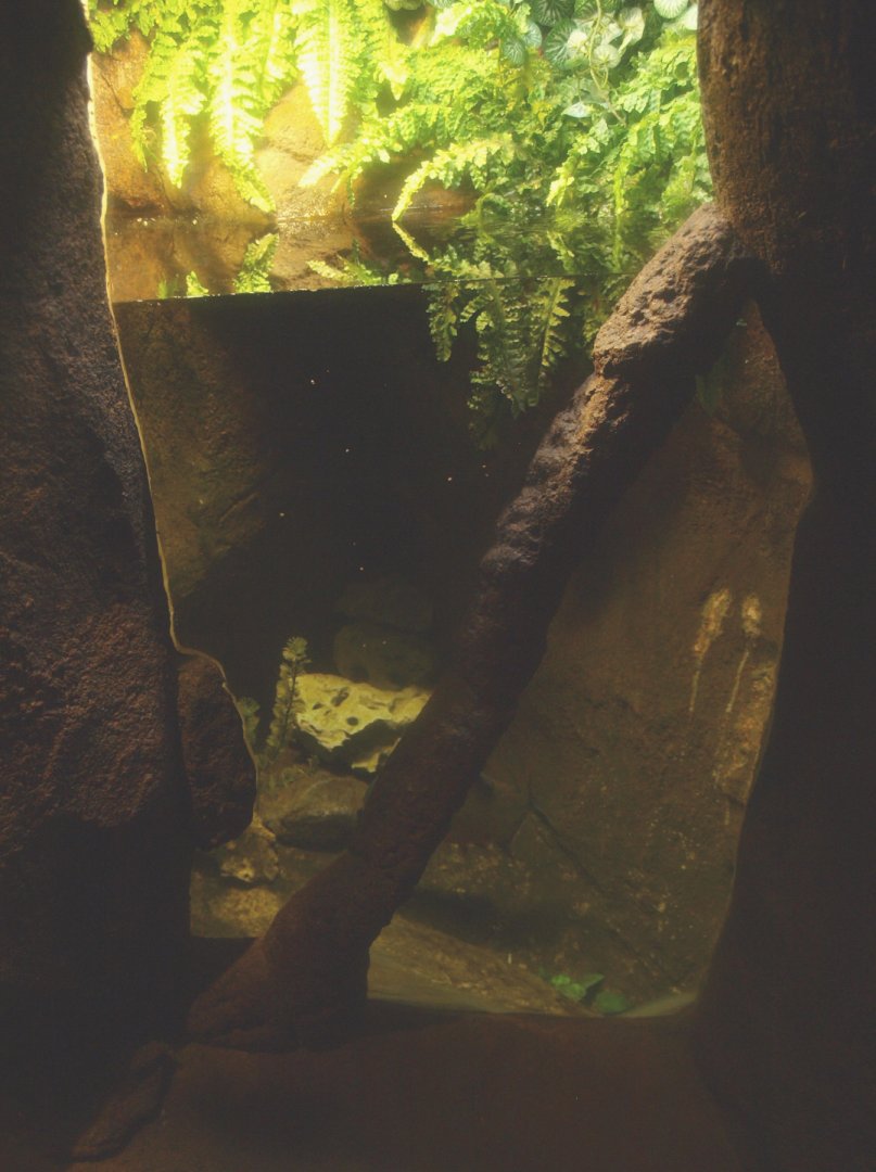 Red-bellied piranha exhibit, 2017-02-06