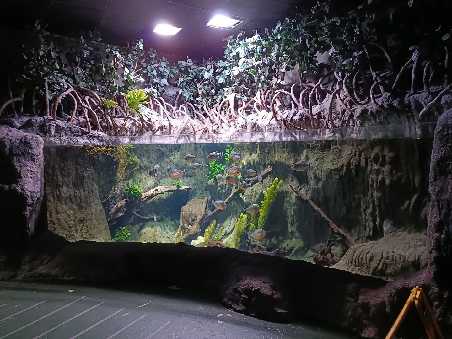 Red-bellied piranha exhibit - Bioparc Acuario de Gijón