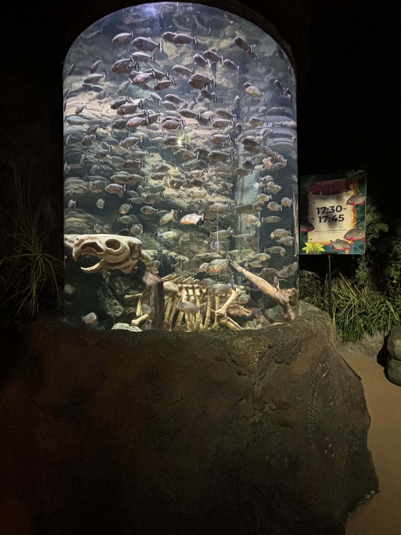 Red-bellied Piranha Exhibit (packed!) - BXSea Aquarium