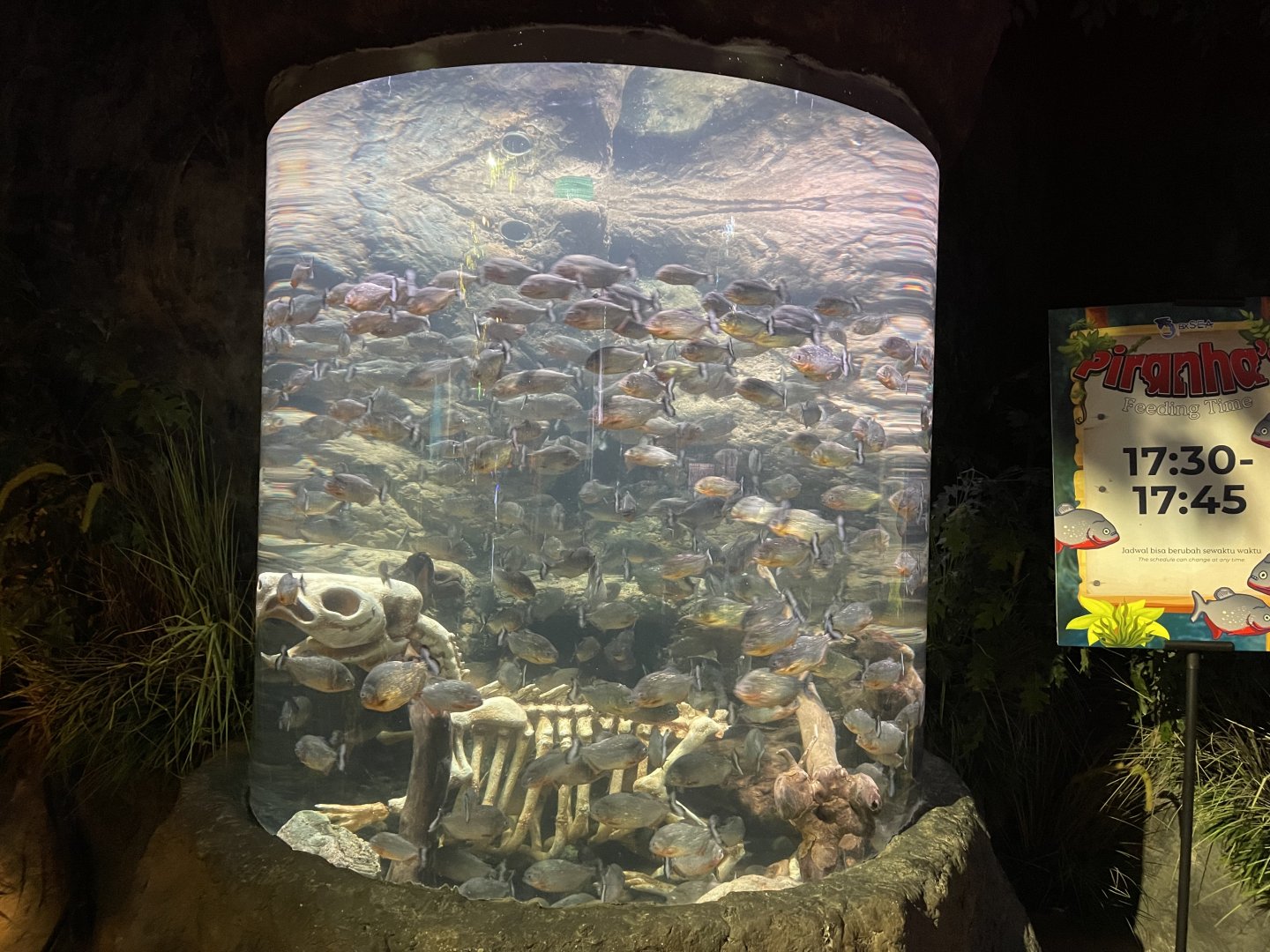 red-bellied piranha exhibit (pygocentrus nattereri) - BX Sea