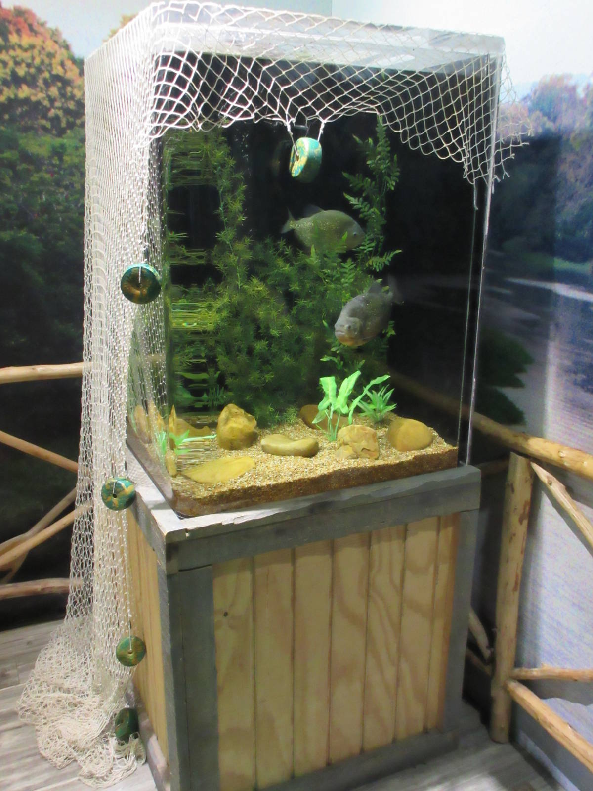 Red-Bellied Piranha Exhibit - small tank