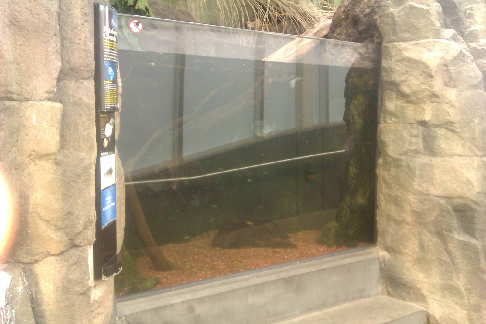 Red-Bellied Piranha Exhibit