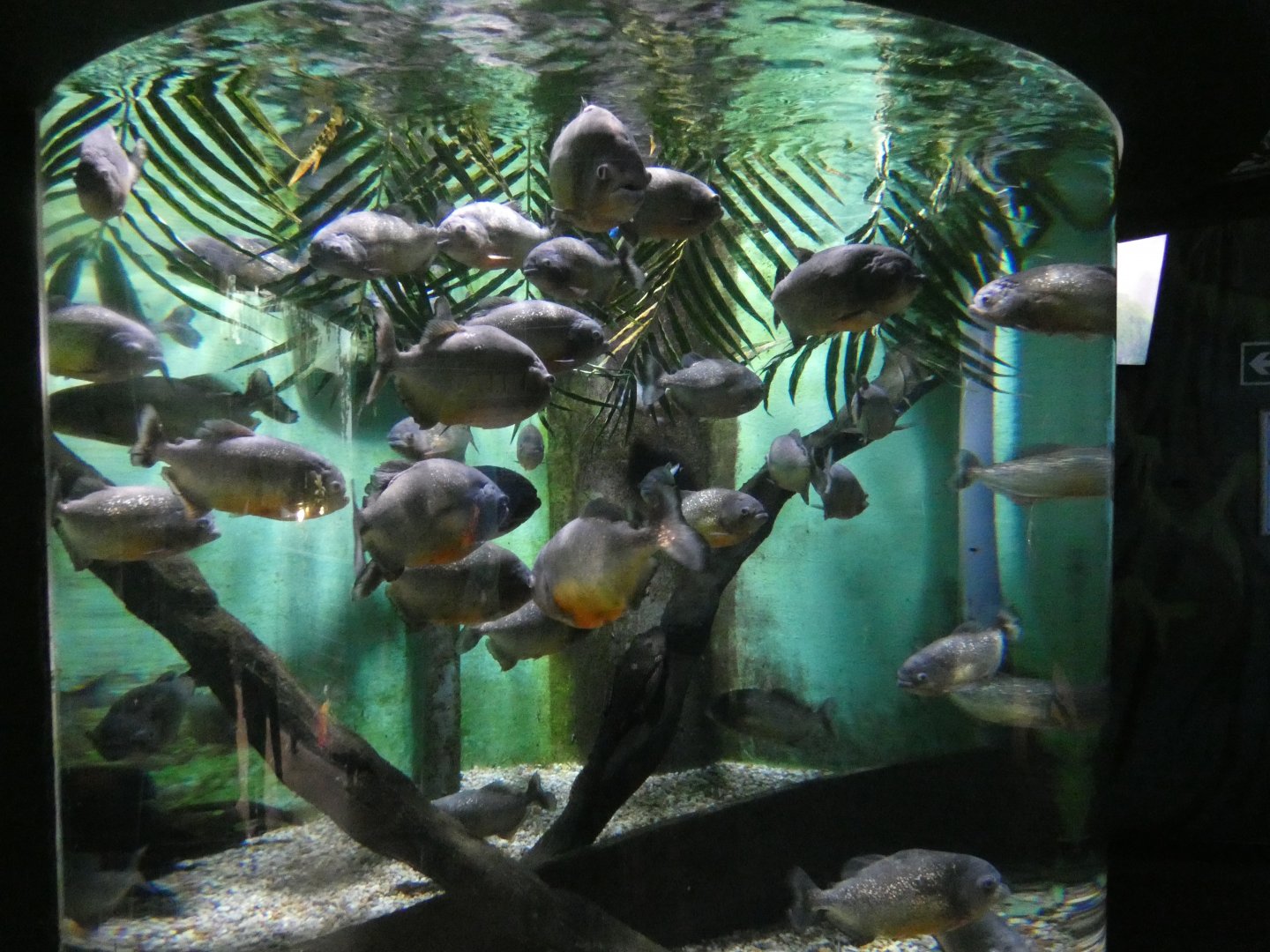 Red-bellied piranha exhibit