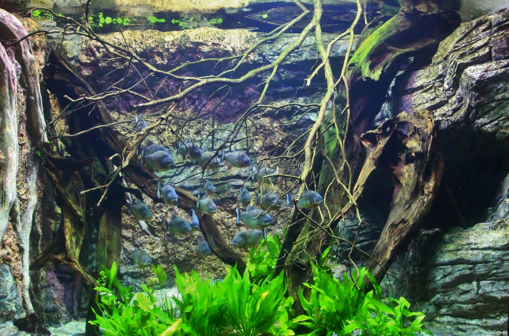 Red-bellied Piranha exhibit