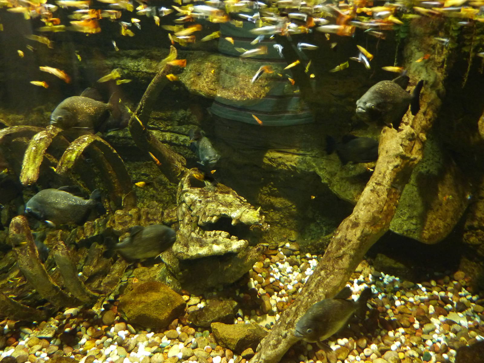 Red-bellied piranha & guppy tank