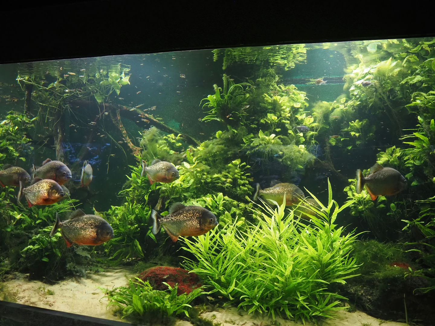 Red-bellied piranha, Hatchetfish and Endler's guppy tank, 2024-06-08