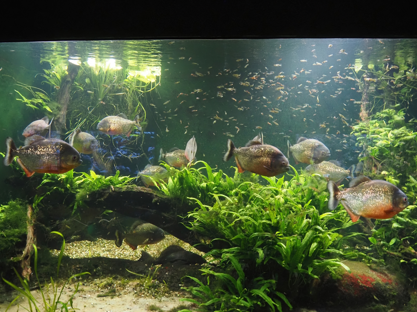 Red-bellied piranha, Hatchetfish and Endler's guppy tank, 2024-06-08