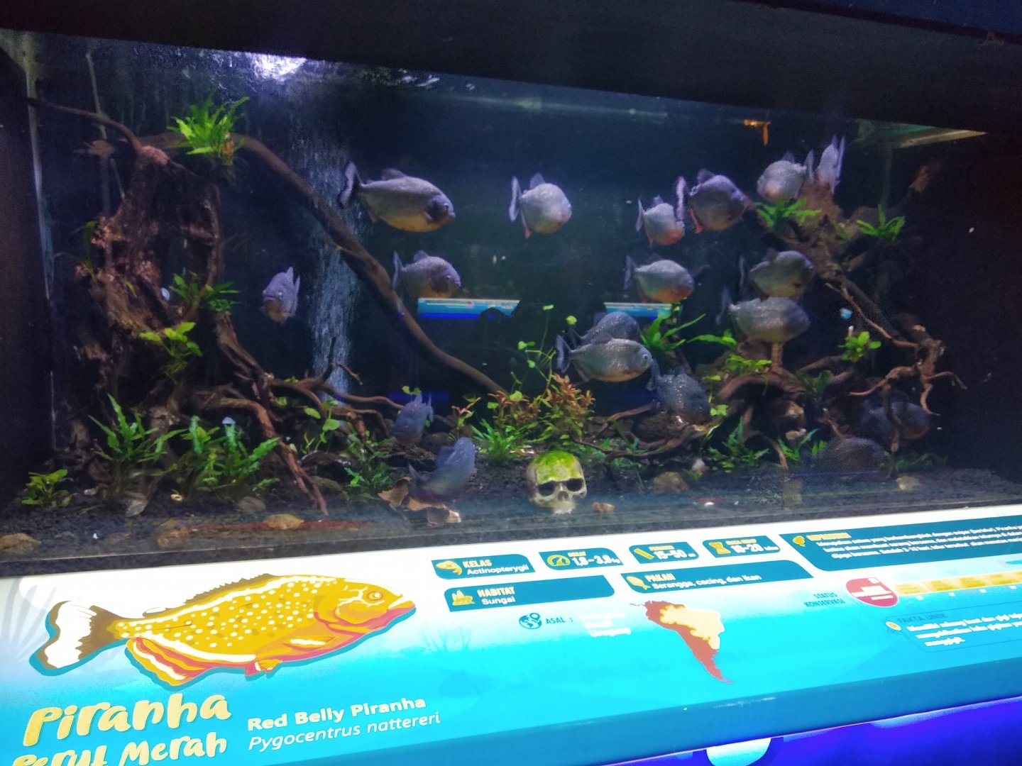 Red-bellied piranha information panel